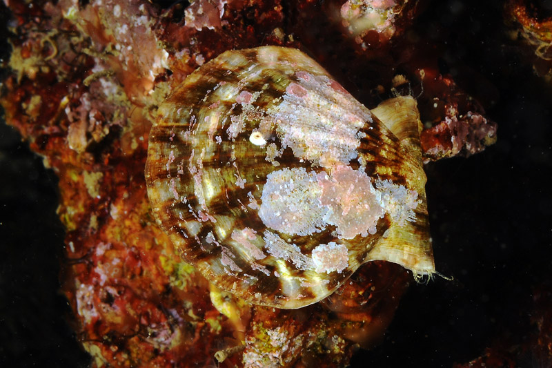 Bivalvi da determinare